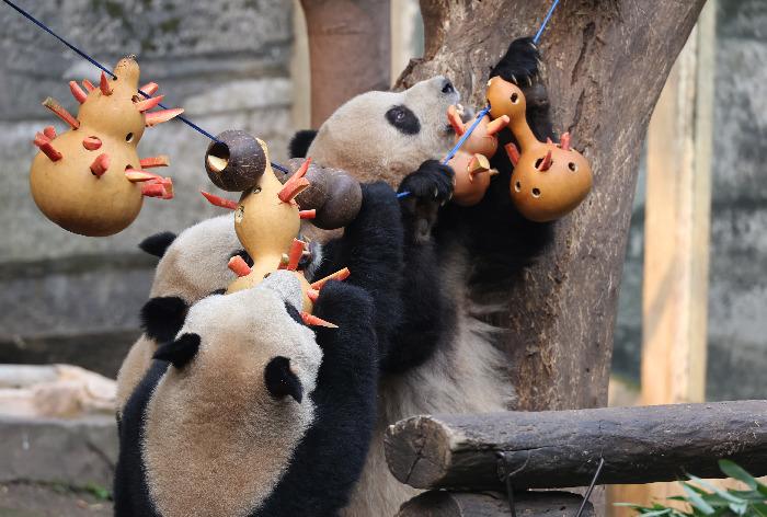 重慶動(dòng)物園大熊貓享用“元宵大餐”