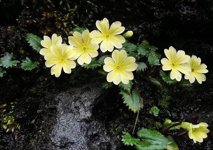 四川臥龍發(fā)現并命名5個植物新物種