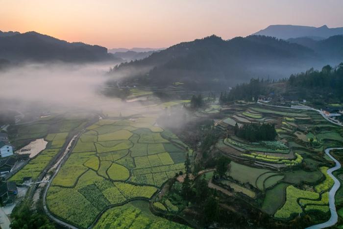 貴州鄉(xiāng)村油菜花綻放景色如畫(huà)